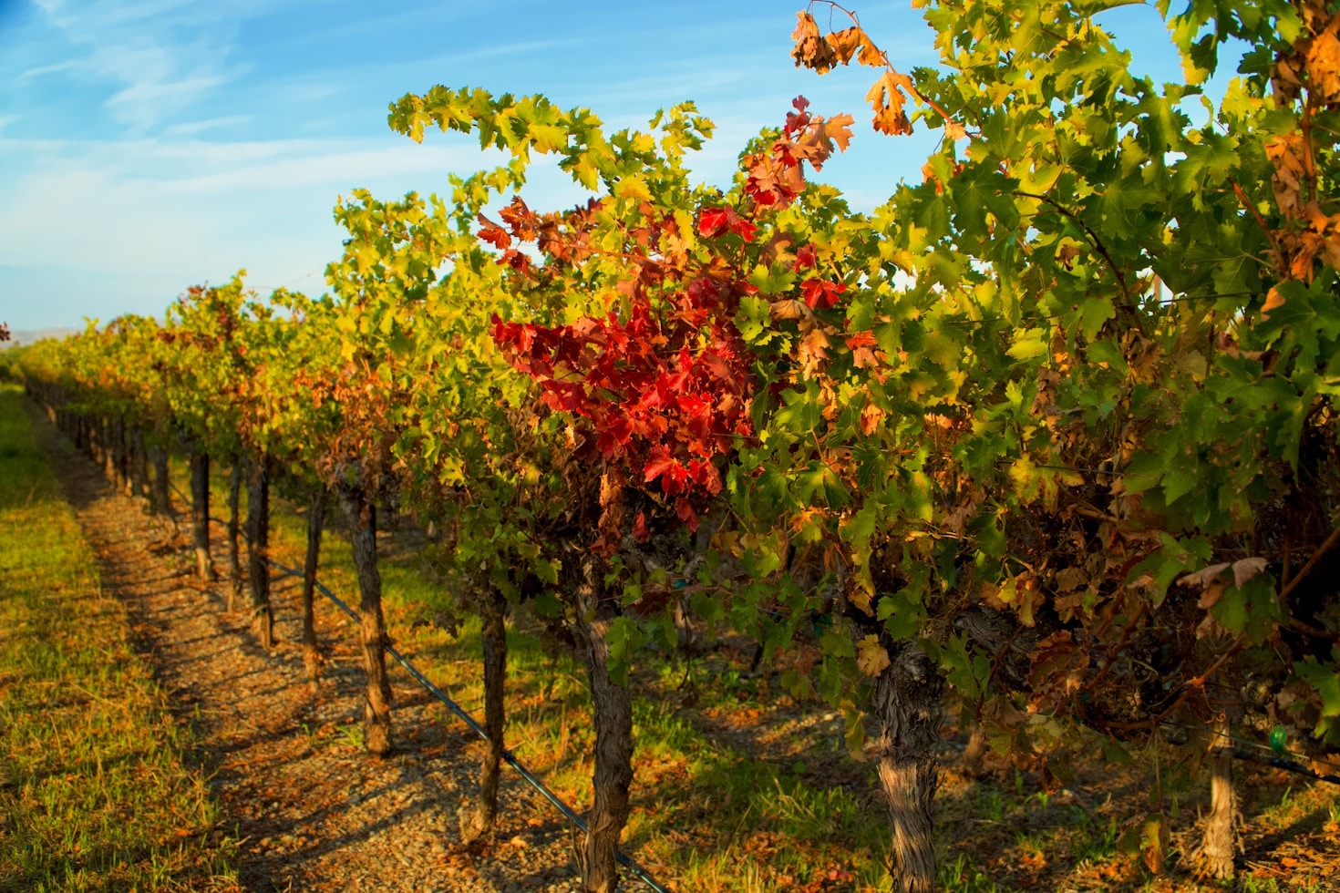 Actividades únicas para amantes del vino en Clan-Destinos