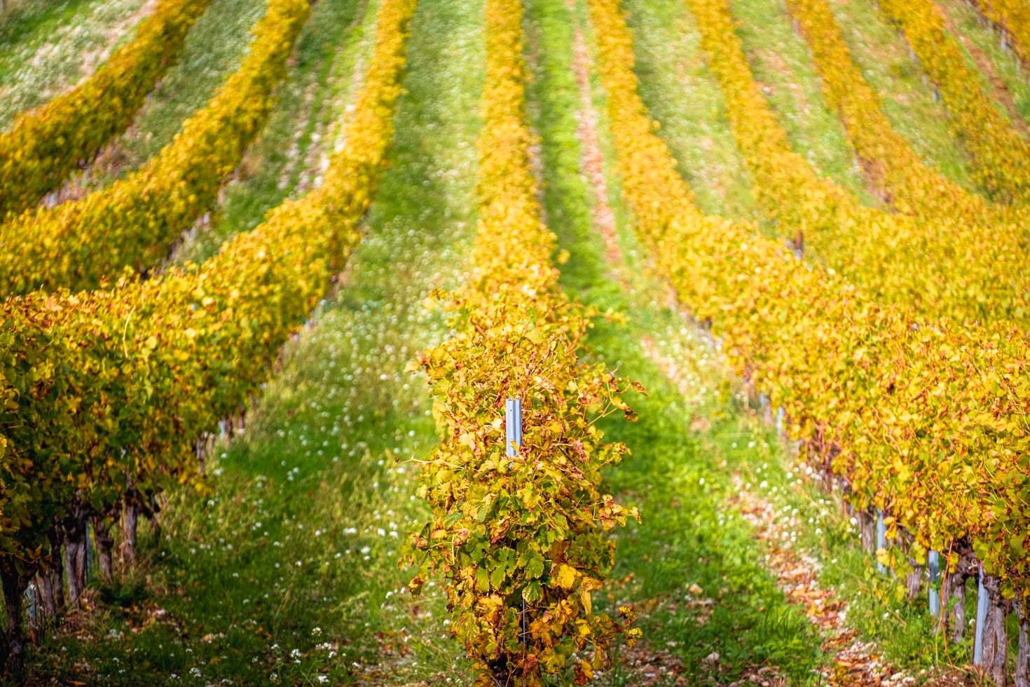 El legado cultural del vino: una experiencia personalizada